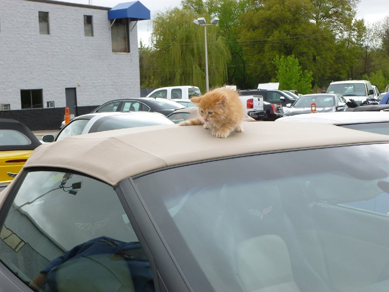 ELCO Car Show May 2013 028